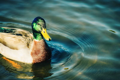 Close-up of duck swimming in lake