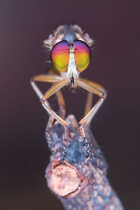 Close-up of insect on plant