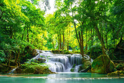 Scenic view of waterfall in forest