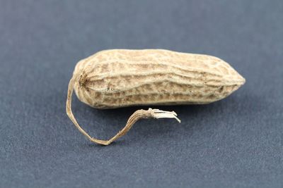 Close-up of plant against white background