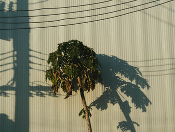 Close-up of plant against wall