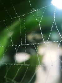 Close-up of wet spider web