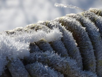 Close-up of frozen plants