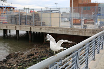 Seagull perching on railing by canal