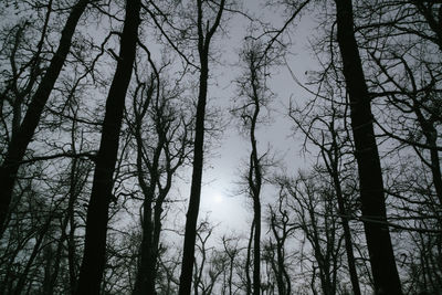 Low angle view of trees in forest against sky