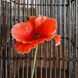 Close-up of orange hibiscus