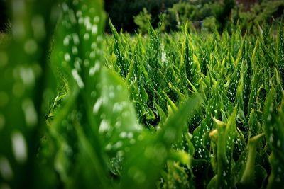 Full frame shot of fresh green field