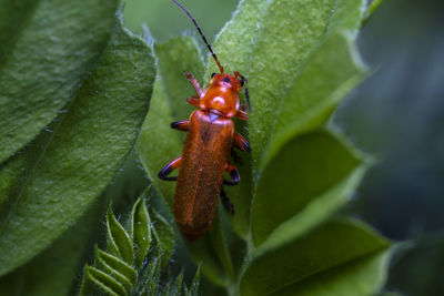 Close-up of insect on leaf