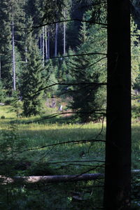 Trees in forest