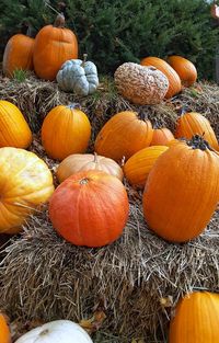 Close-up of pumpkins