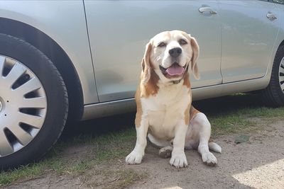 Dog sitting in a car