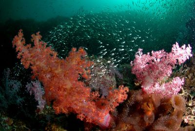 View of fish swimming in sea