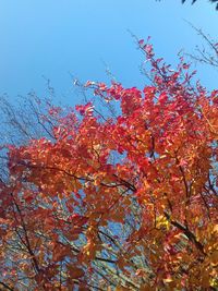 Close-up of red tree against sky