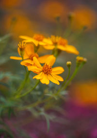 Close-up of yellow flower against blurred background