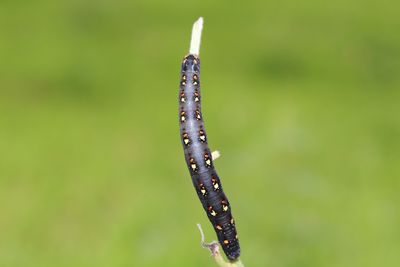Close-up of insect on grass