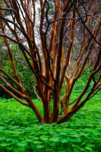 Trees in grass