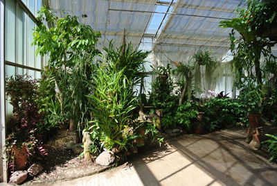 Potted plants in greenhouse