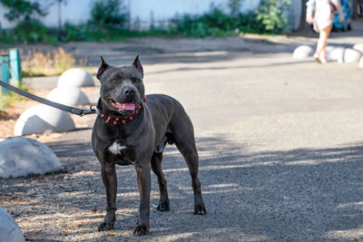 Portrait of a black staffordshire bull terrier with a red collar on a city street.