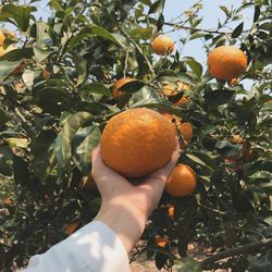 Close-up of hand holding fruit