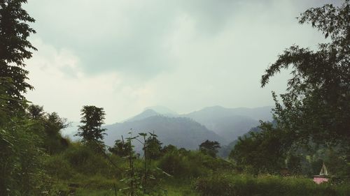 Trees in forest against sky