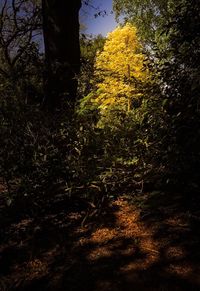 Trees in forest