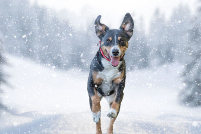 Portrait of dog on snow