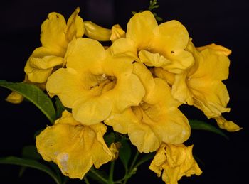 Close-up of yellow flowers blooming outdoors