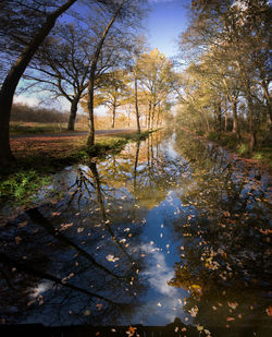 Reflection of trees in lake