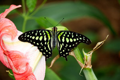 Close-up of butterfly pollinating flower