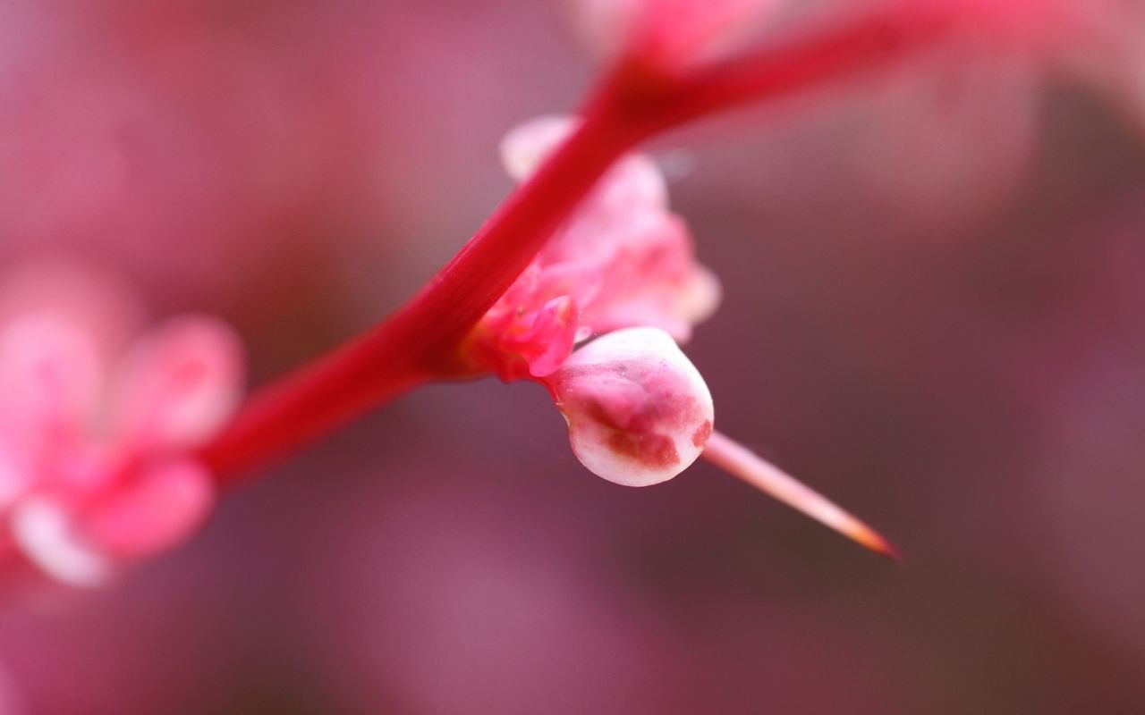 flower, flowering plant, beauty in nature, plant, freshness, close-up, fragility, pink color, vulnerability, petal, growth, selective focus, no people, bud, blossom, nature, inflorescence, plant stem, flower head, red, springtime, outdoors, pollen