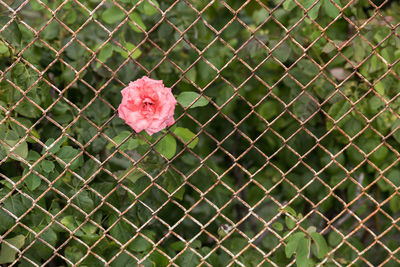 Close-up of pink flower on chainlink fence