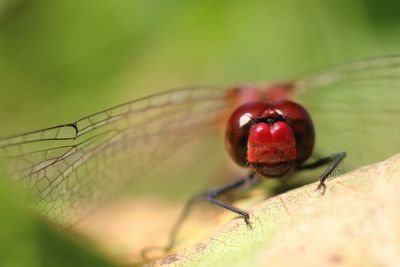 Close-up of insect on leaf