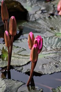 Close-up of pink lotus water lily