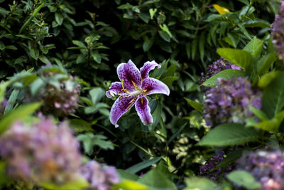 Close-up of purple flowering plants
