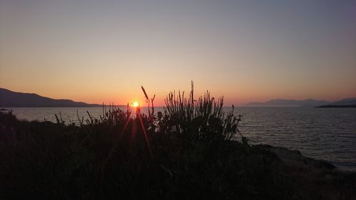 Silhouette plants on beach against sky during sunset