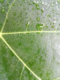 Macro shot of water drops on leaf