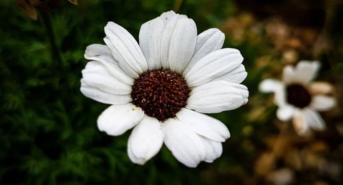 Close-up of white flower blooming outdoors