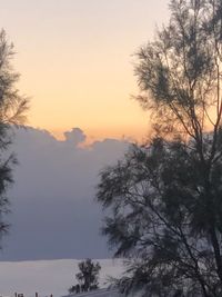 Silhouette tree by mountains against sky during sunset