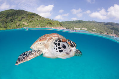 Close-up of turtle swimming in sea