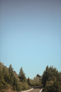 Low angle view of trees against clear sky