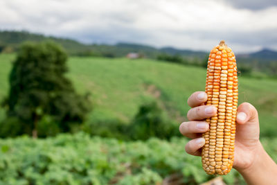 Cropped hand holding corn on field