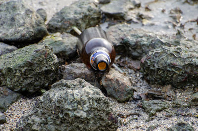 Close-up of snail on rock