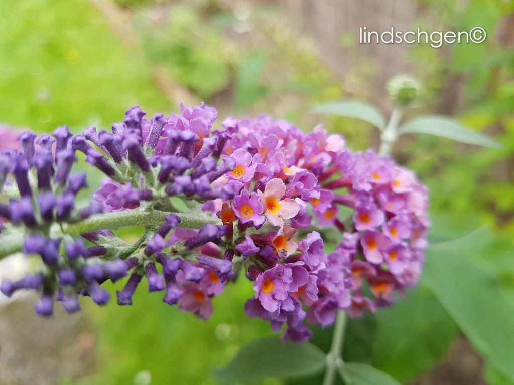 flower, growth, purple, nature, fragility, beauty in nature, focus on foreground, plant, outdoors, freshness, day, close-up, no people, flower head