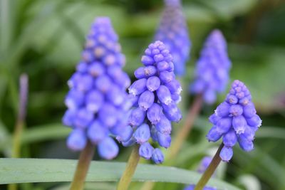 Close-up of bluebells blooming in park