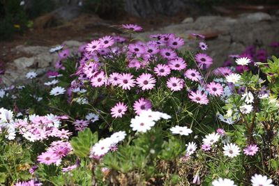 Close-up of purple flowers