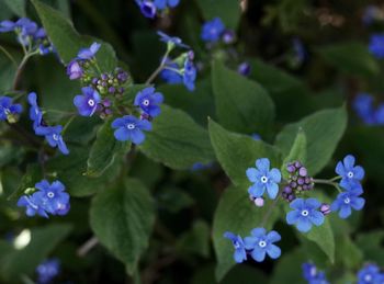 Close-up of purple flowers