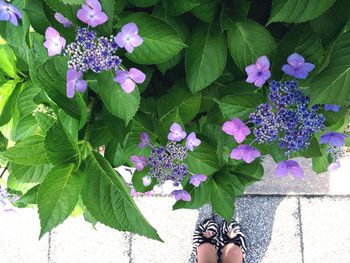 Low section of woman standing by purple hydrangea