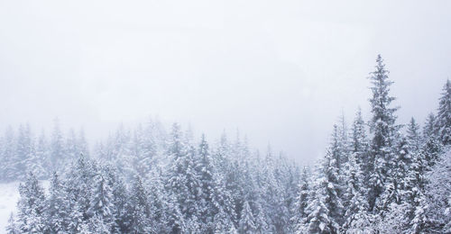 Pine trees in forest during winter