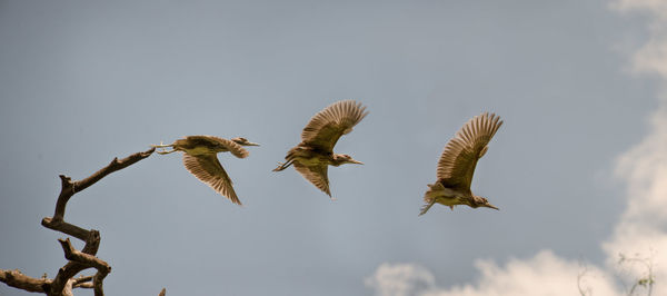 Low angle view of bird flying against sky