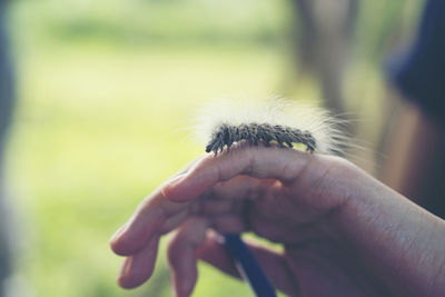 Close-up of hand holding leaf